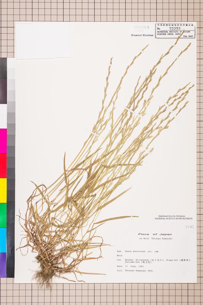 <Unit #113982 Kawasaki, Tetsuya |  | 4041:: | POACEAE>