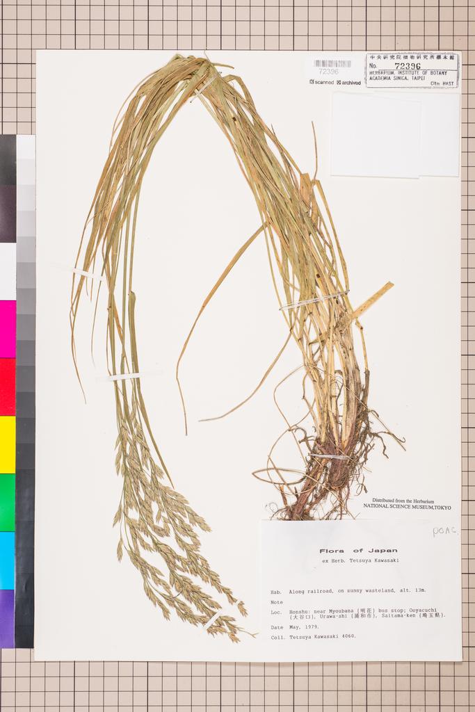 <Unit #113991 Kawasaki, Tetsuya |  | 4060:: | POACEAE>