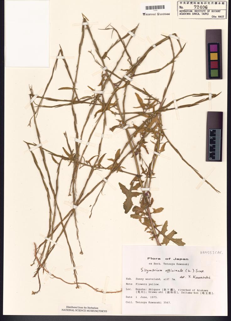 <Unit #121480 Kawasaki, Tetsuya |  | 3567:: | Sisymbrium officinale (L.) Scop.>