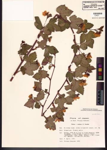 Rubus medius Kuntze