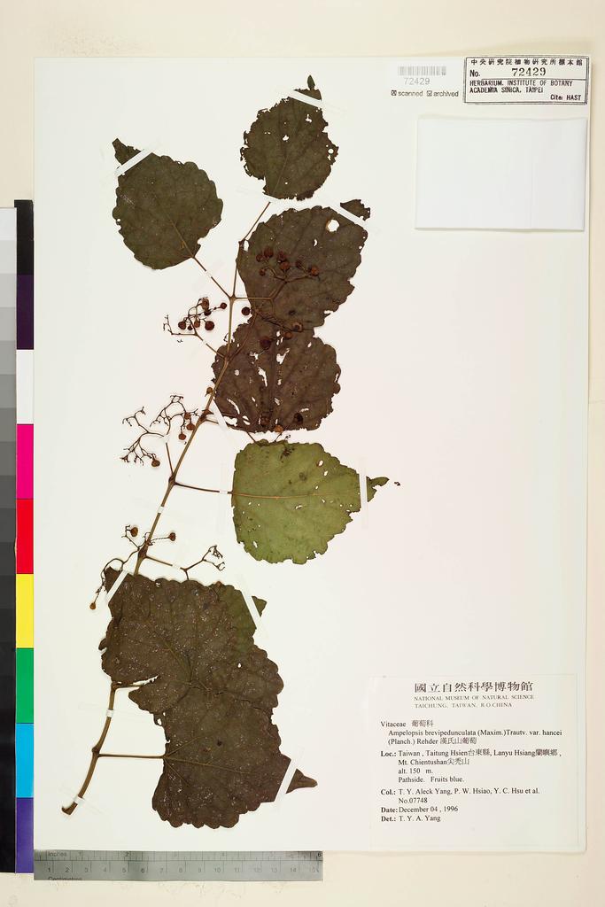 <Unit #45790 Yang, T. Y. Aleck | 楊宗愈 | 7748:: | Ampelopsis brevipedunculata (Maxim.) Traut. var. hancei (Planch.) Rehder>