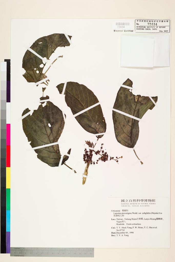 <Unit #45786 Yang, T. Y. Aleck | 楊宗愈 | 7741:: | Laportea pterostigma var. subglabra (Hayata) T. S. Liu & W. D. Huang>
