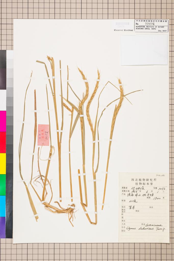<Unit #110040  | 10152:: | Elymus dahuricus Turcz. ex Griseb.>