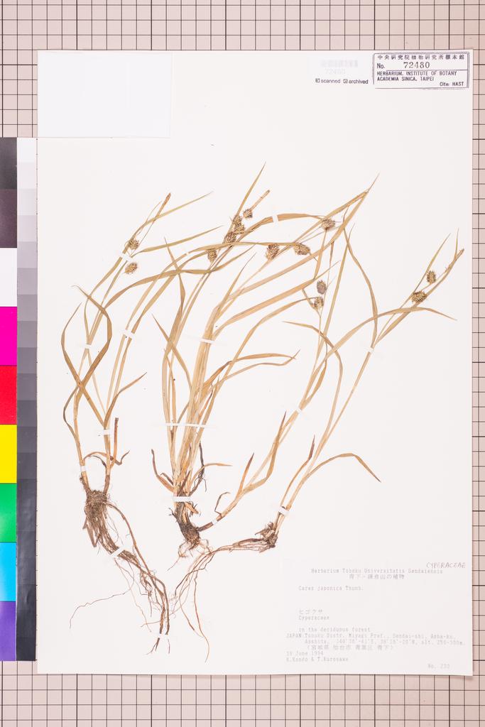 <Unit #100634  | 233:: | Carex japonica Thunb.>