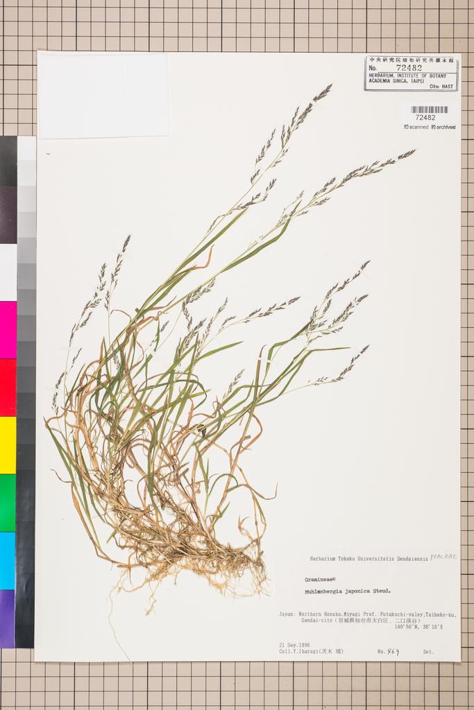 <Unit #111971  | 469:: | Muhlenbergia japonica Steud.>