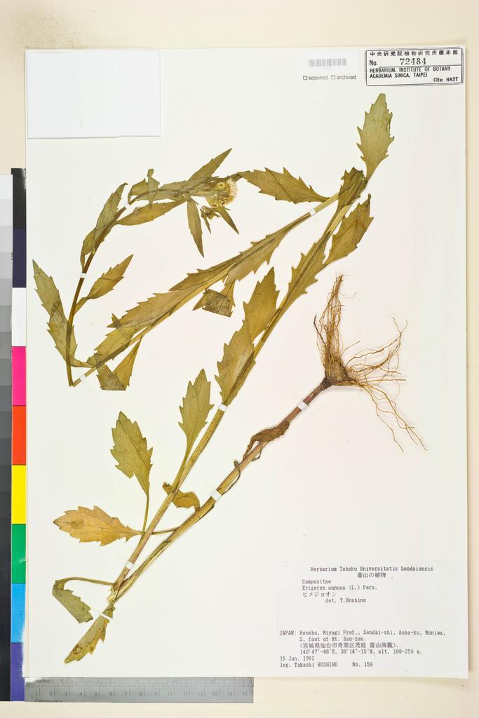 <Unit #109671 Hoshino, Takuji | 星野卓二 | 159:: | Erigeron annuus (L.) Pers.>