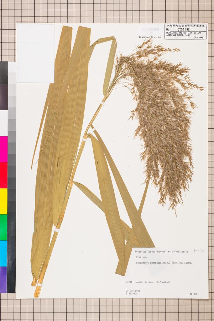 <Unit #113047  | 176:: | Phragmites australis (Cav.) Trin ex Steud.>