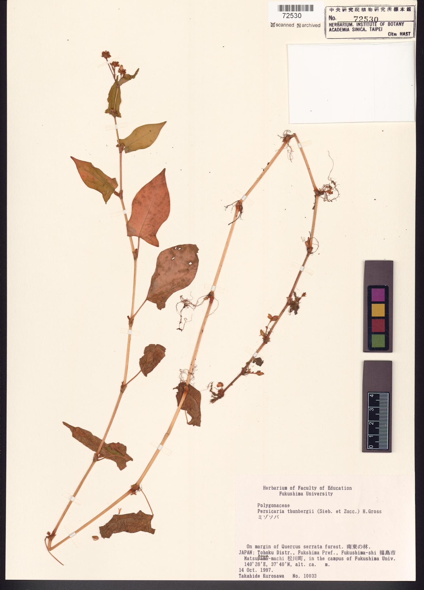 Sample image for viewer