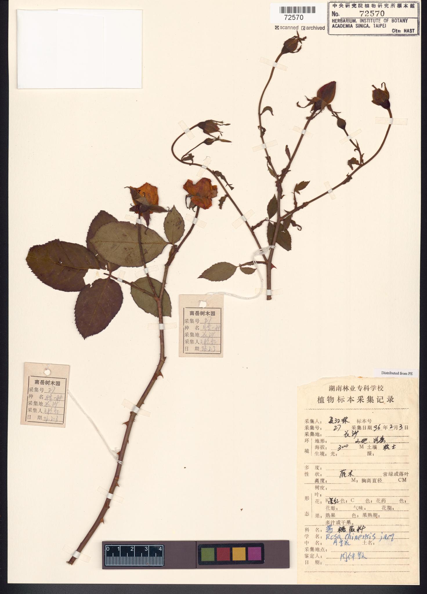 Sample image for viewer