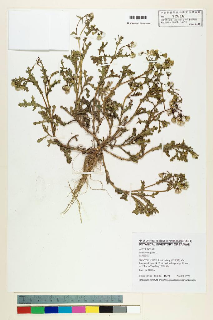 <Unit #27575 Peng, Ching-I | 彭鏡毅 | 15371:: | Senecio vulgaris L.>
