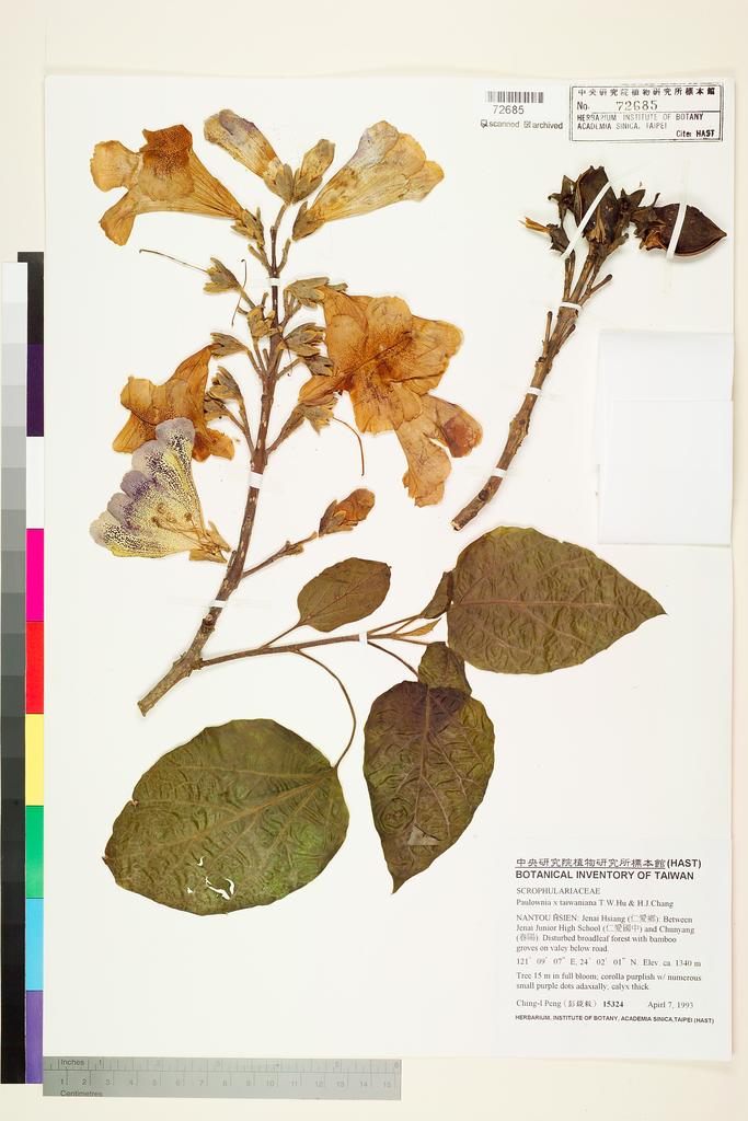 <Unit #26103 Peng, Ching-I | 彭鏡毅 | 15324:: | Paulownia ×taiwaniana T. W. Hu. & H. J. Chang>
