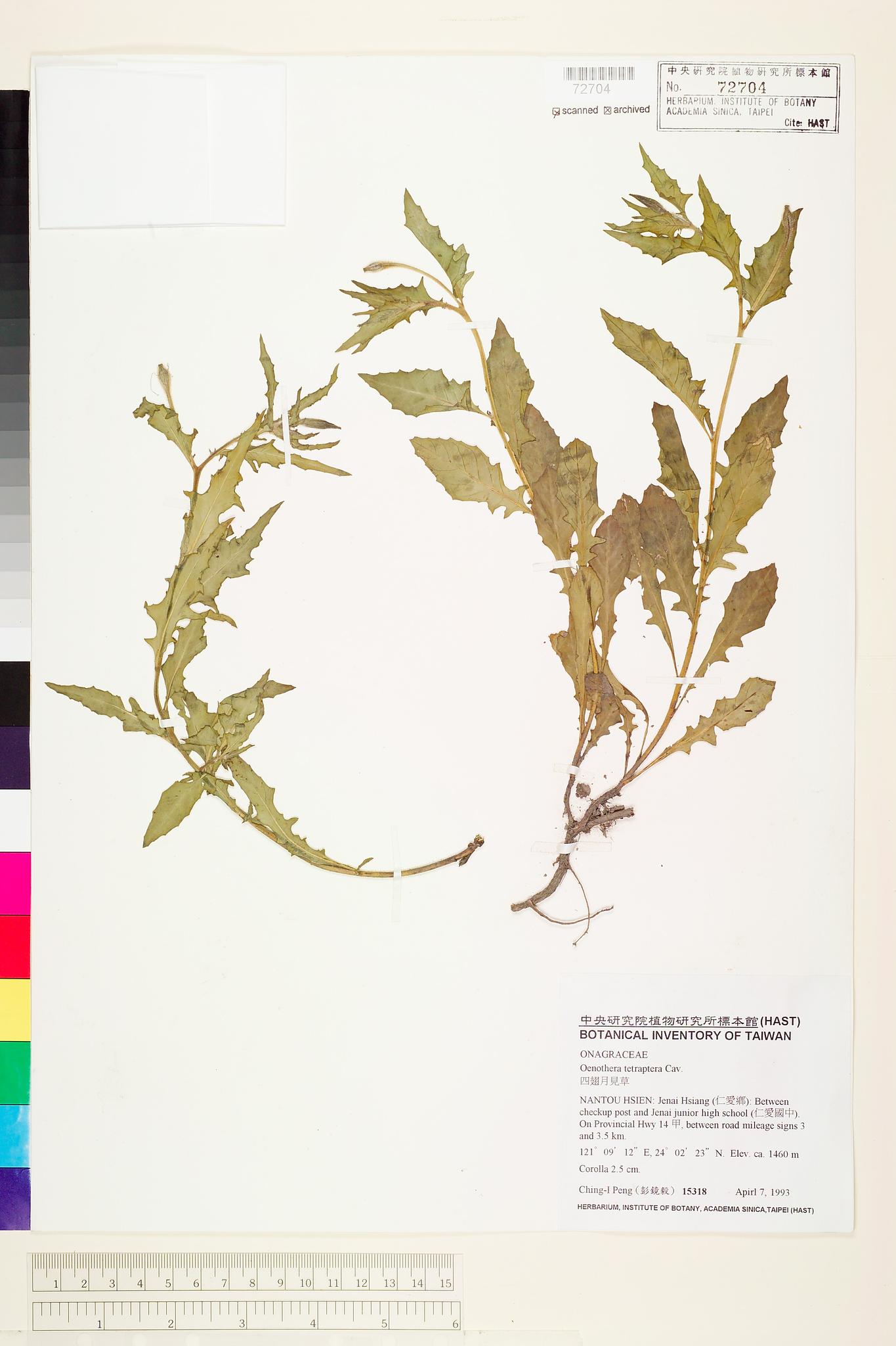 Sample image for viewer