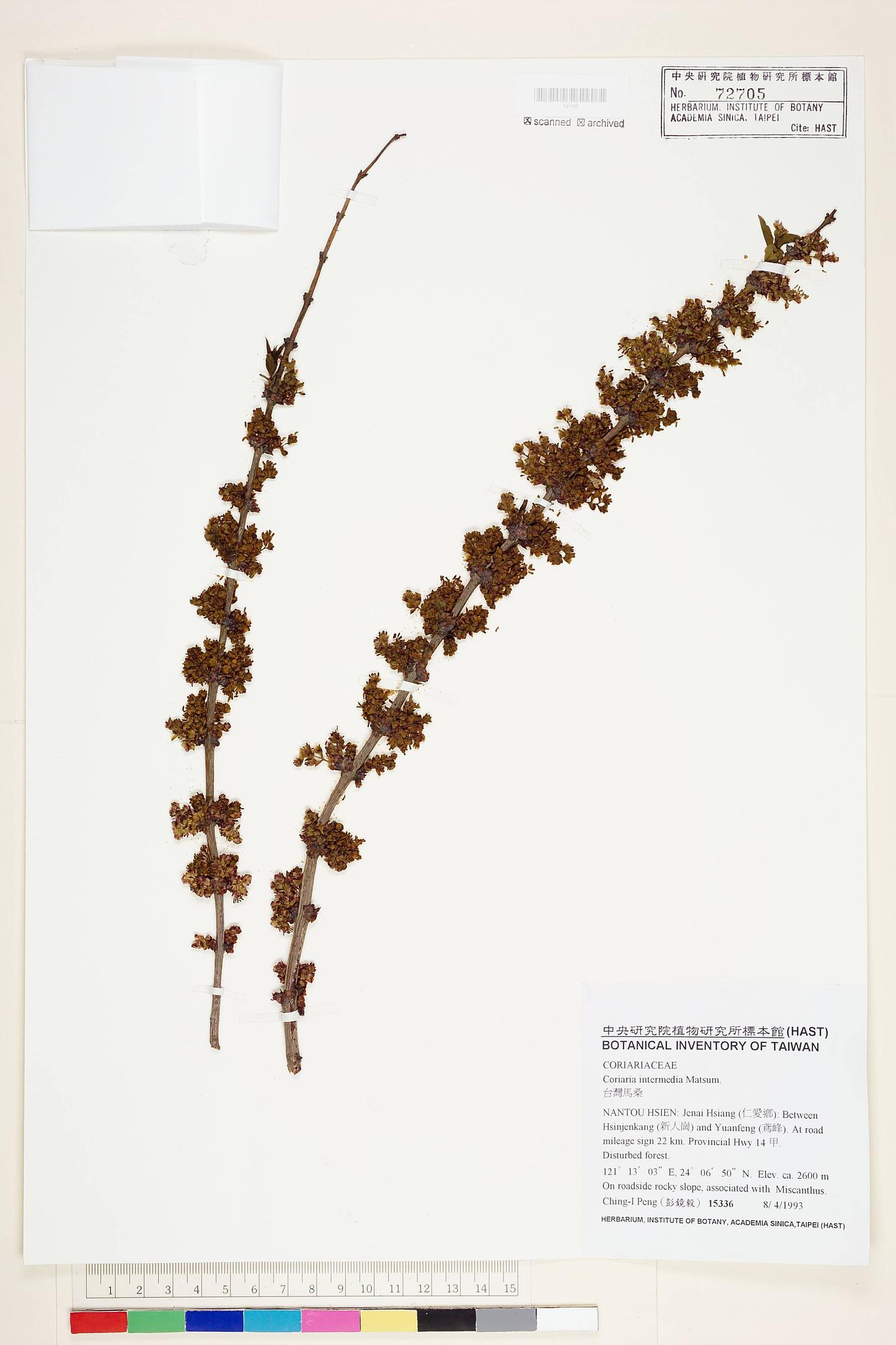 Sample image for viewer