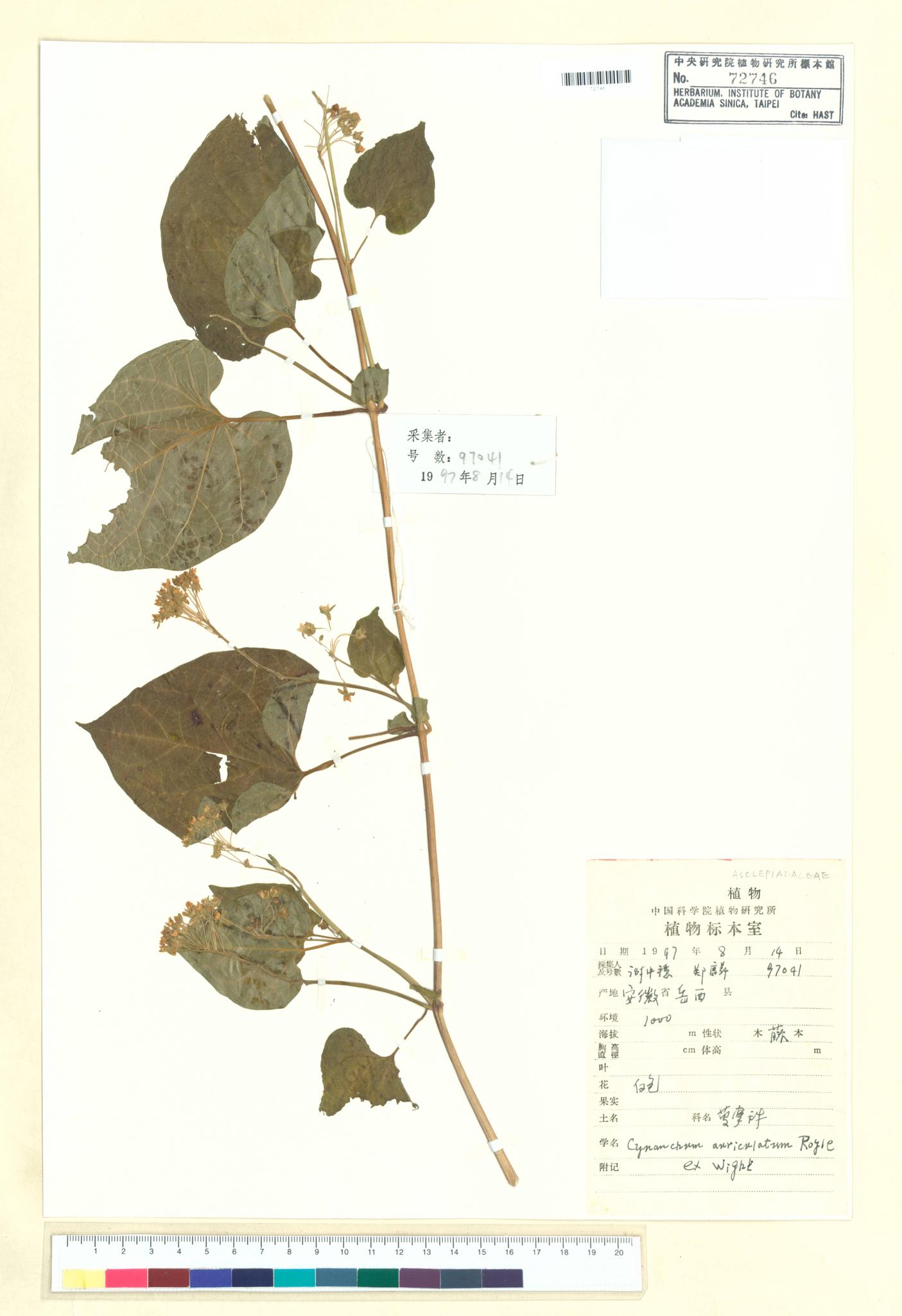 Sample image for viewer