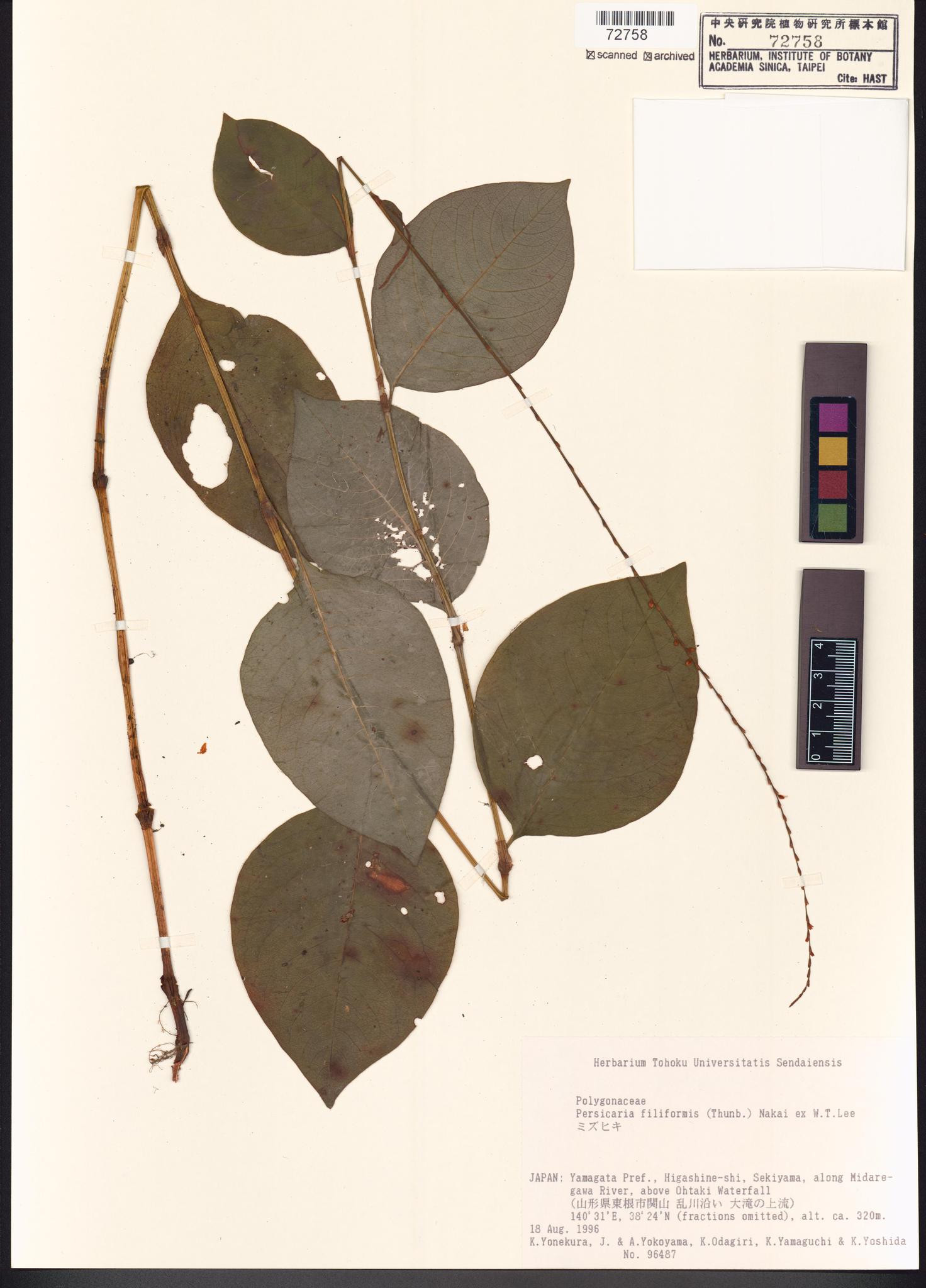 Sample image for viewer