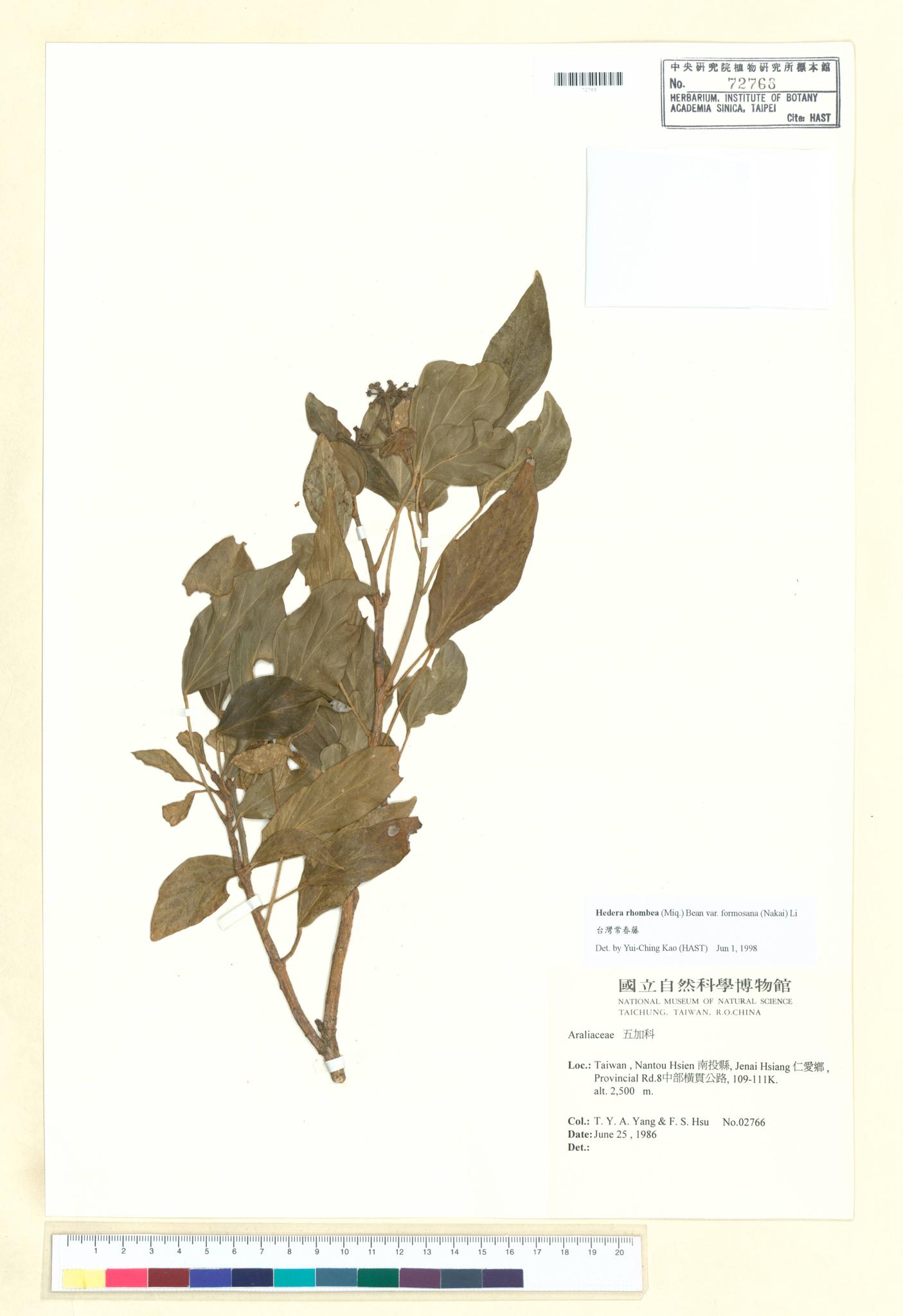 Sample image for viewer