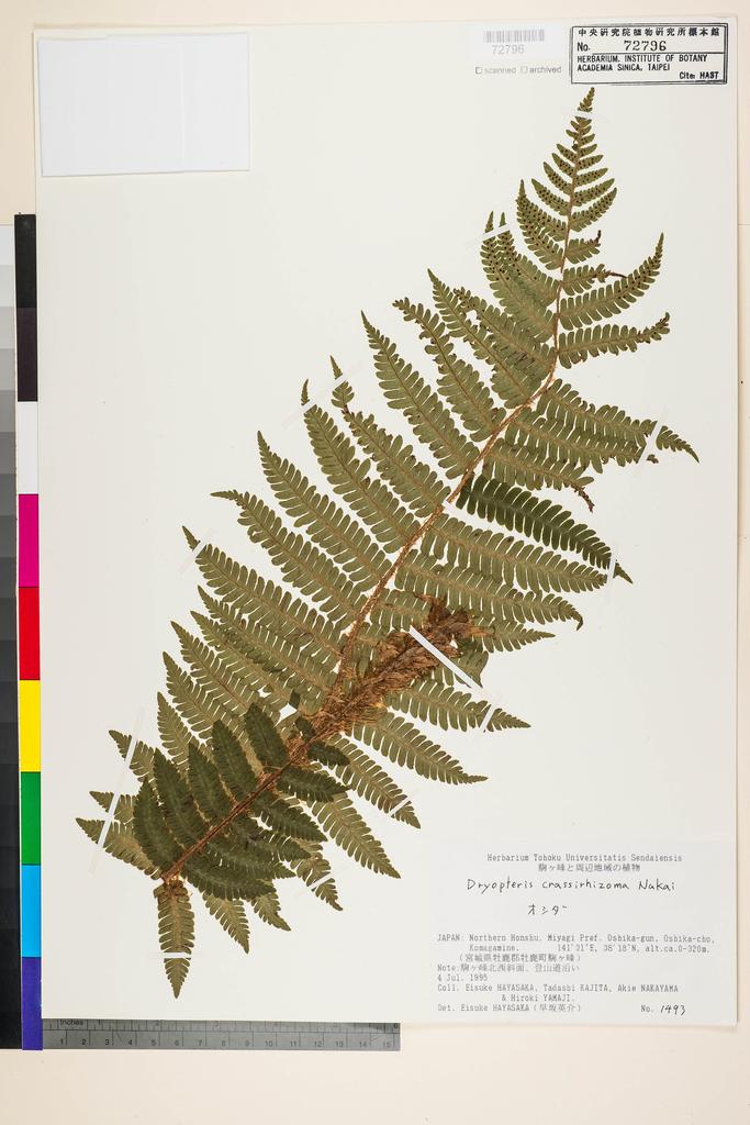 <Unit #128271  | 1493:: | Dryopteris crassirhizoma Nakai>