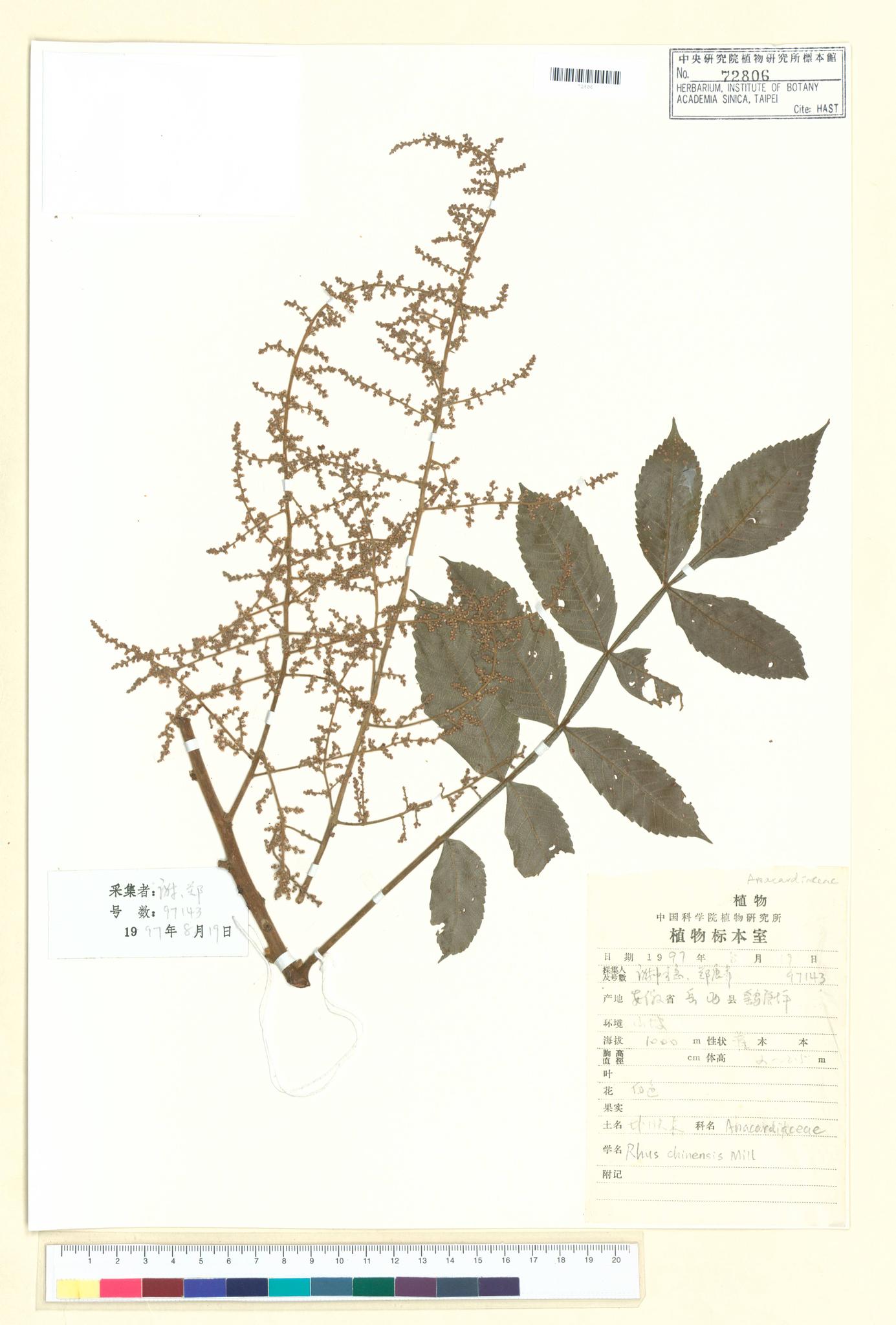 Sample image for viewer