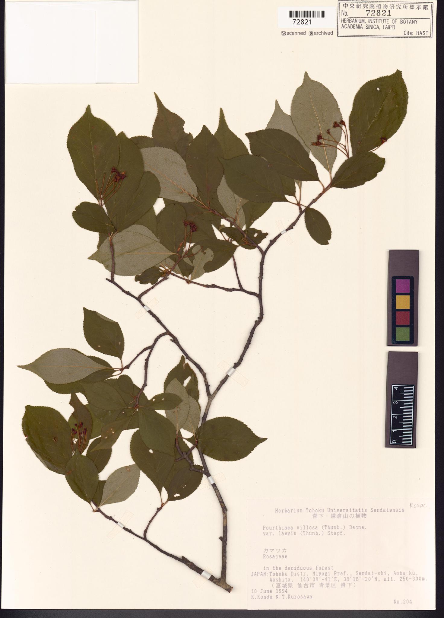 Sample image for viewer