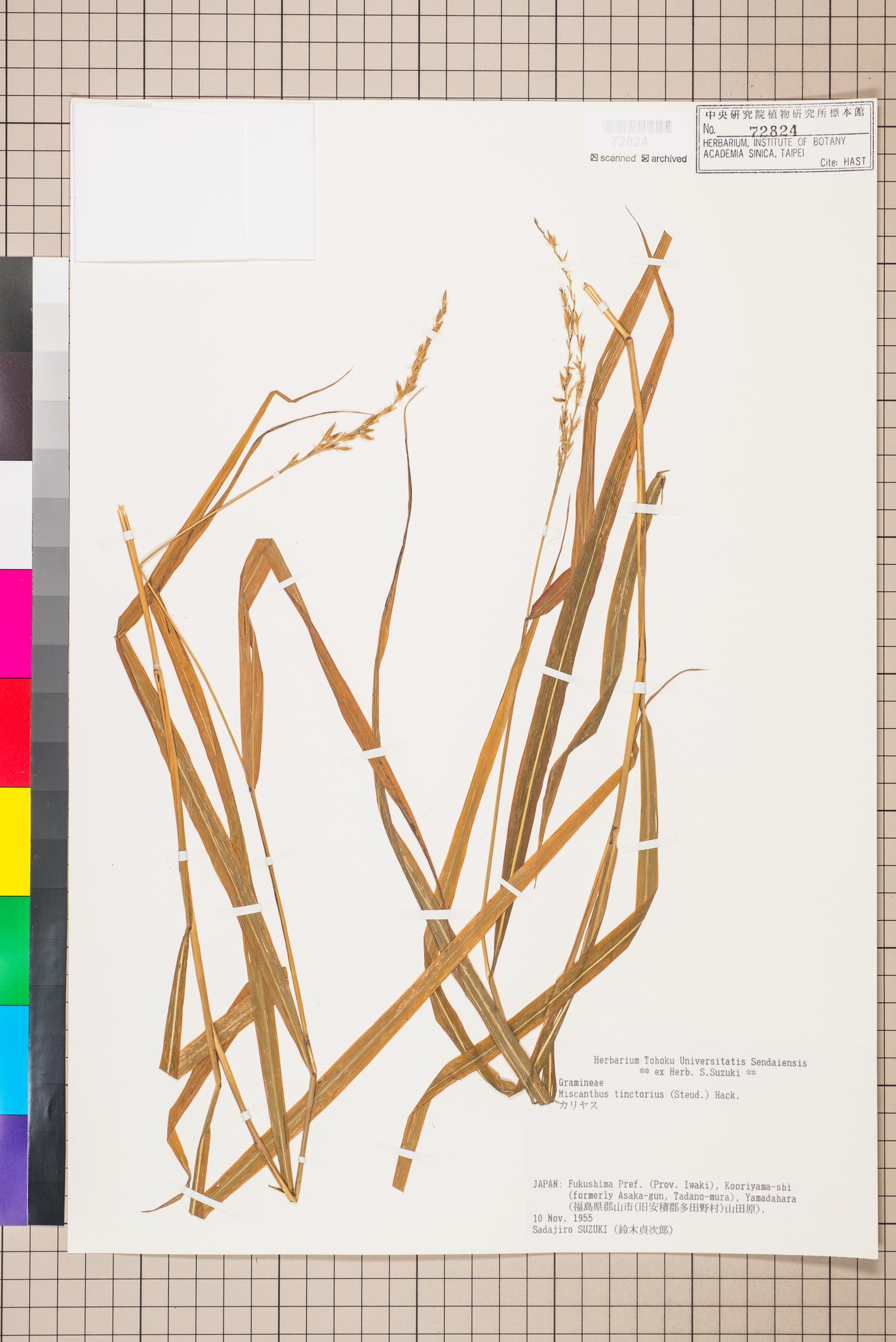 Sample image for viewer