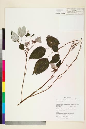 Boehmeria nivea (L.) Gaudich var. tenacissima (Gaudich.) Miq