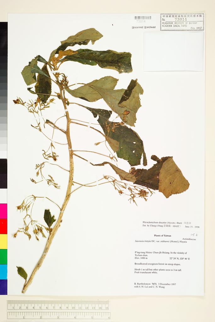 <Unit #65230 Bartholomew, Bruce |  | 7673:: | Rhynchotechum discolor (Maxim.) B. L. Burtt>