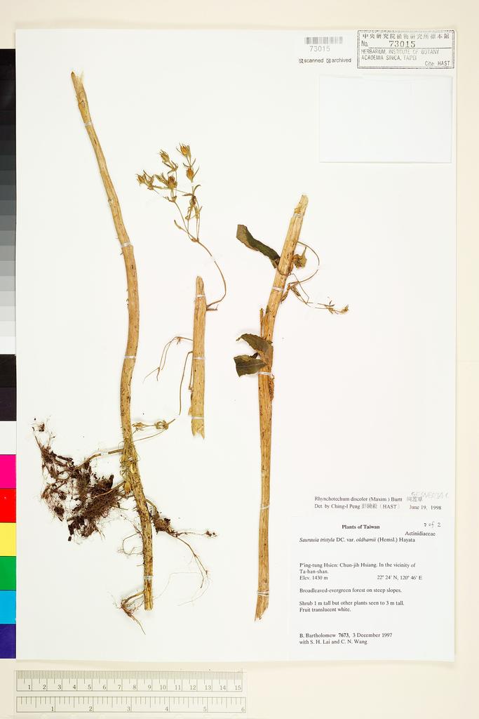 <Unit #65231 Bartholomew, Bruce |  | 7673:: | Rhynchotechum discolor (Maxim.) B. L. Burtt>