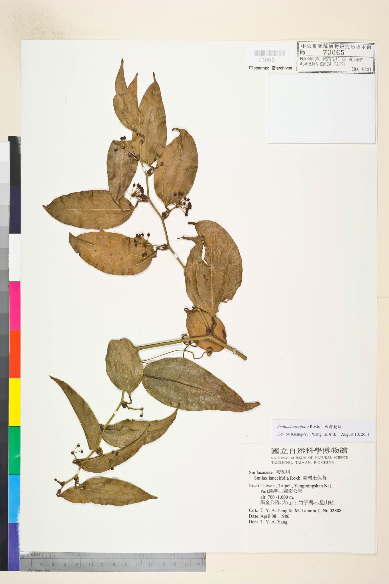 Sample image for viewer