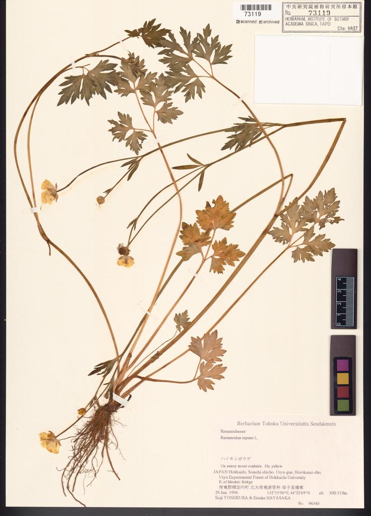 <Unit #110563 Yonekura, Koji |  | 96343:: | Ranunculus repens L.>