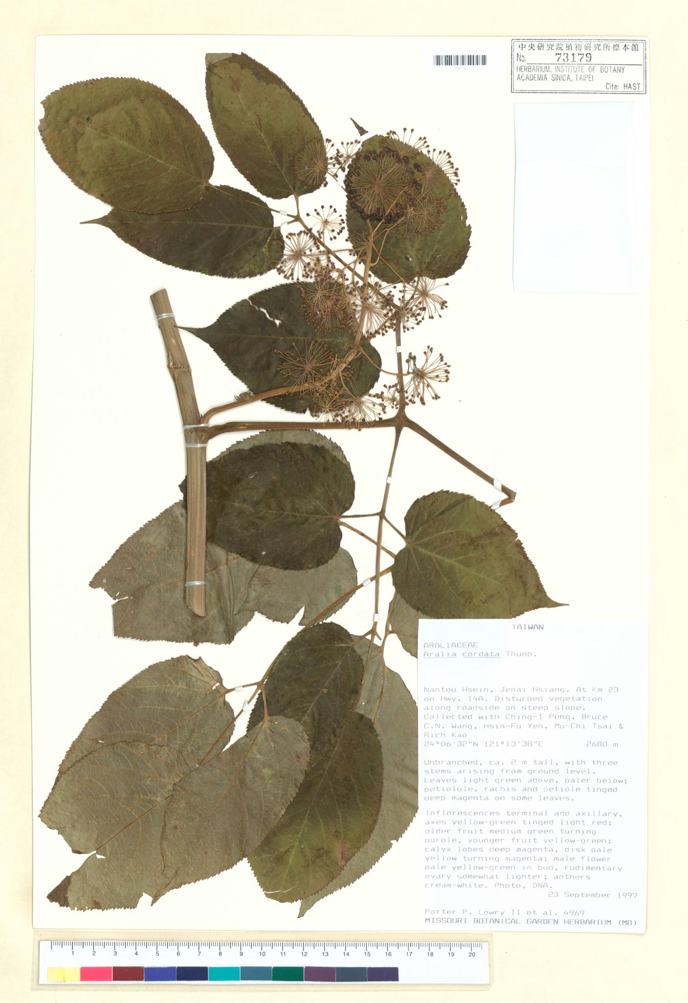 Sample image for viewer