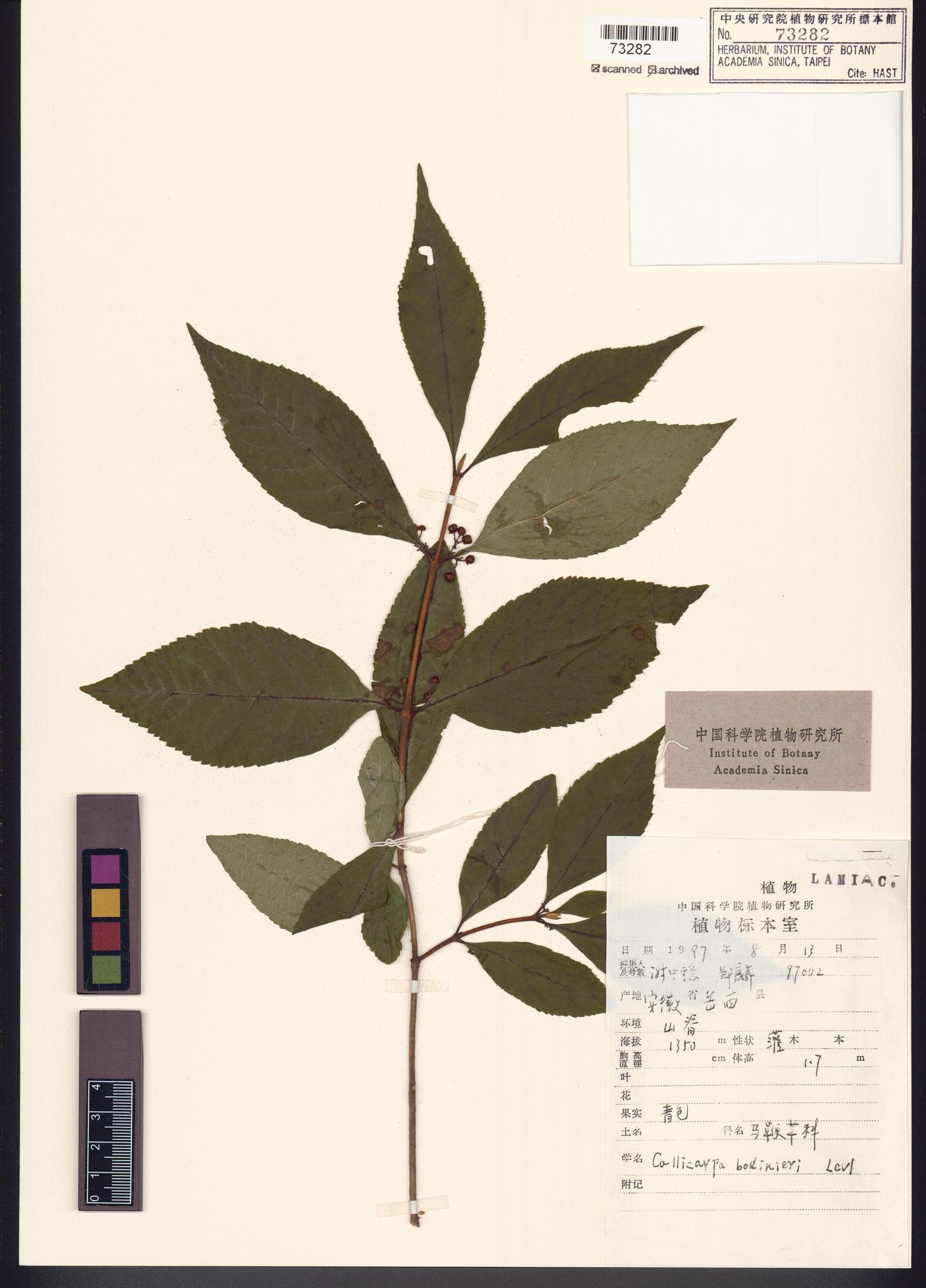 Sample image for viewer