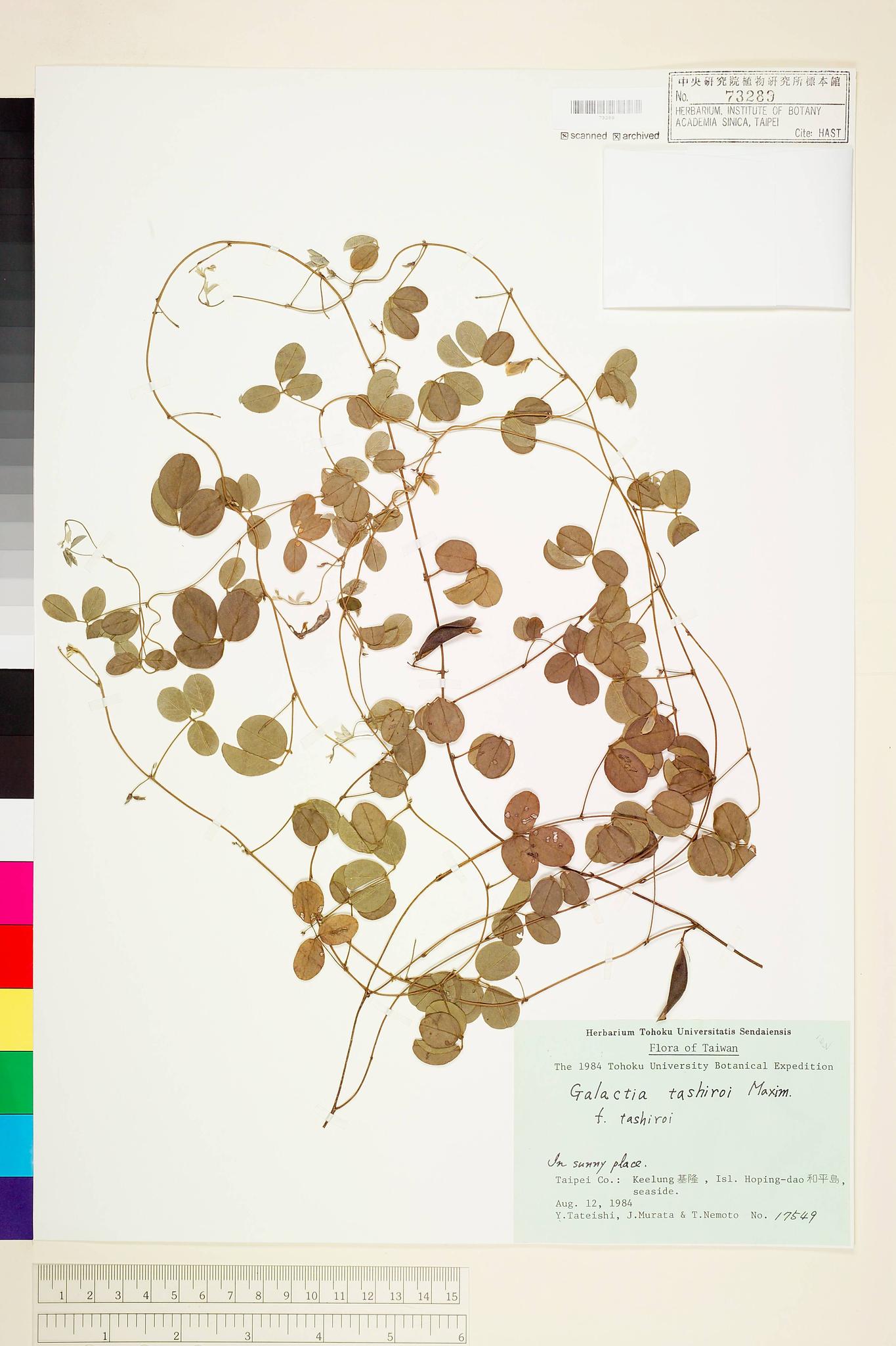 Sample image for viewer