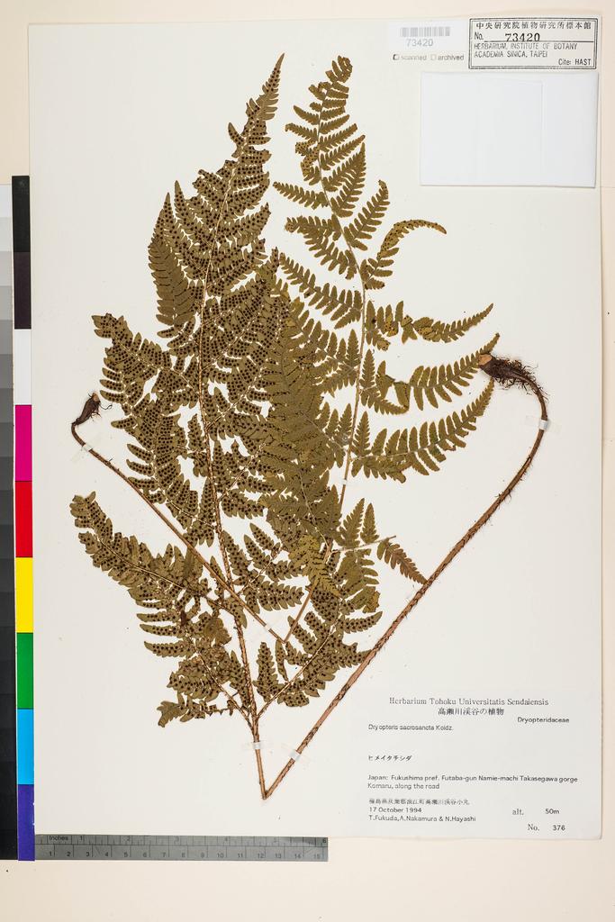 <Unit #128265  | 376:: | Dryopteris sacrosancta Koidz.>