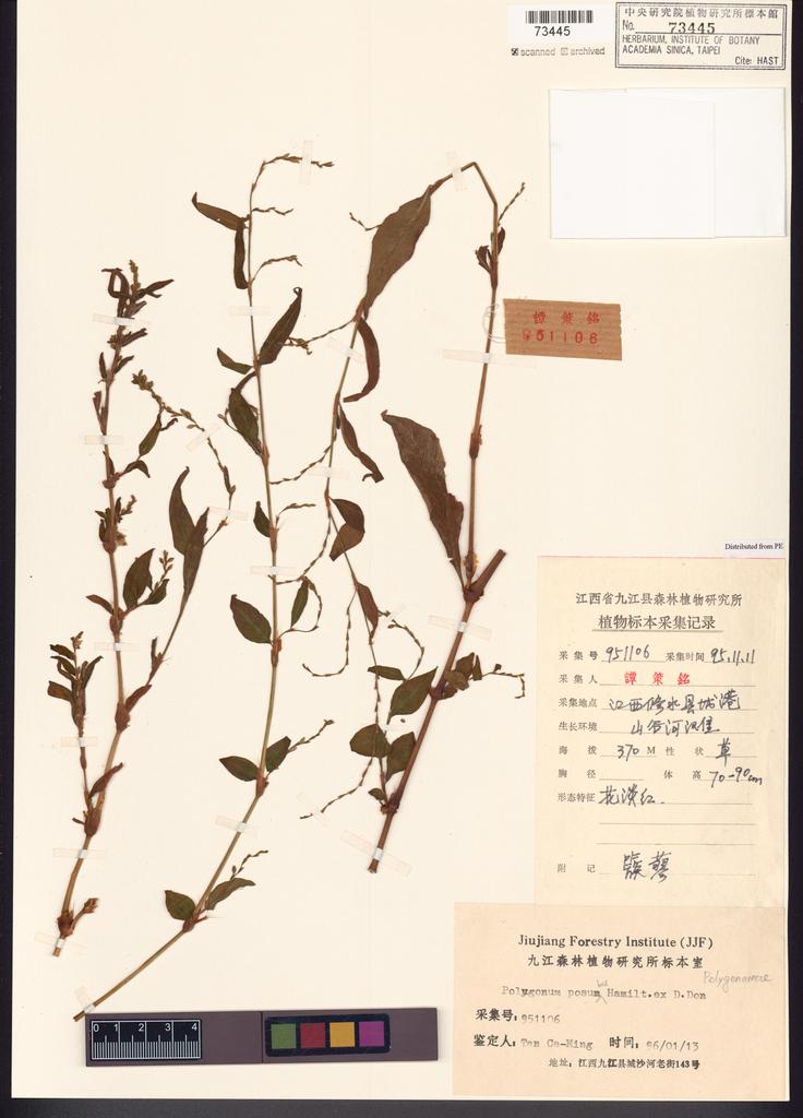 <Unit #121529 Tan, Ce-Ming | 譚策銘 | 951106:: | Polygonum posumbu Buch.-Ham. ex Don>