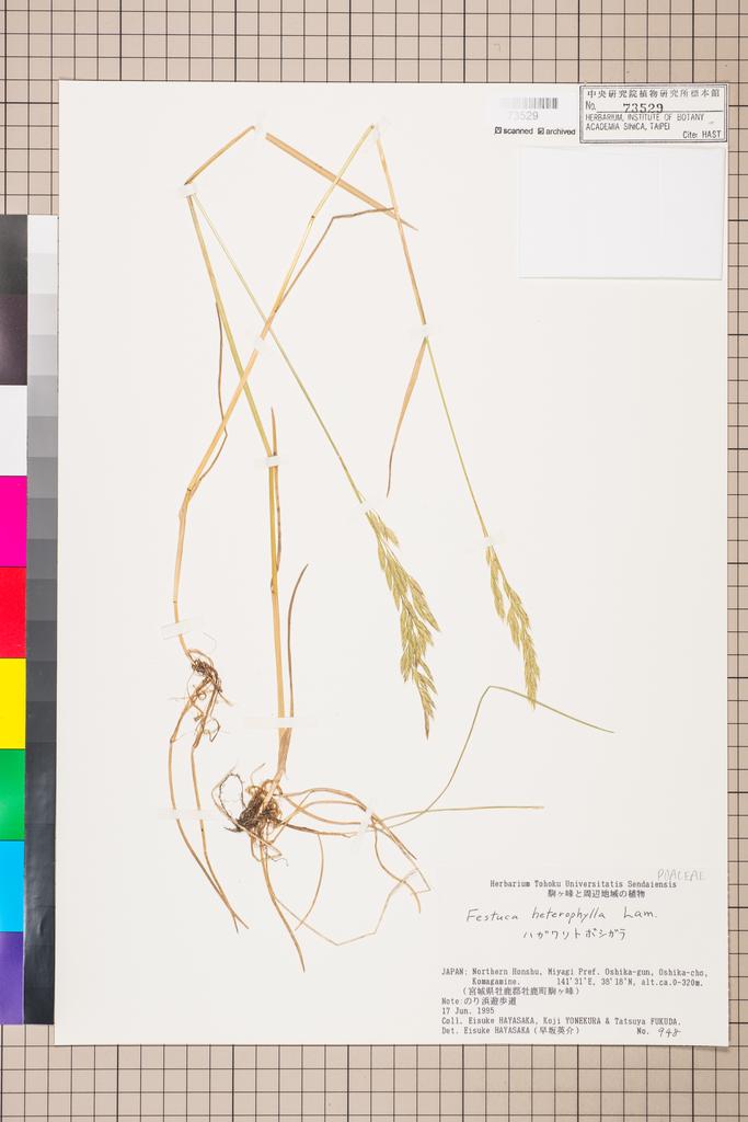 <Unit #110792  | 948:: | Festuca heterophylla Lam.>