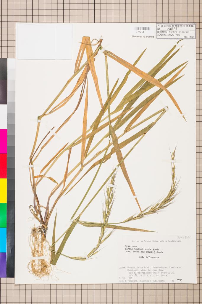 <Unit #110119 Yonekura, Koji |  | 3793:: | Elymus tsukushiensis Honda var. transiens (Hack.) Osada>