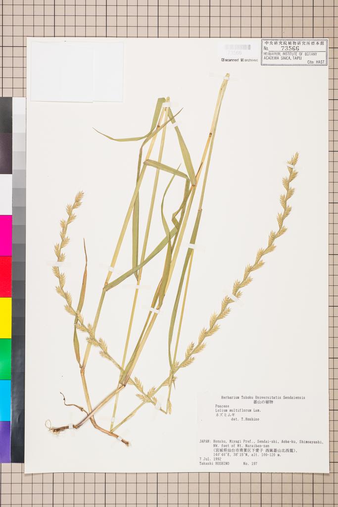 <Unit #111458  | 197:: | Lolium multiflorum Lam.>