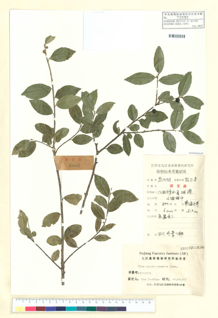 <Unit #99735 Tan, Ce-Ming | 譚策銘 | 951010:: | Ilex szechwanensis Loes.>