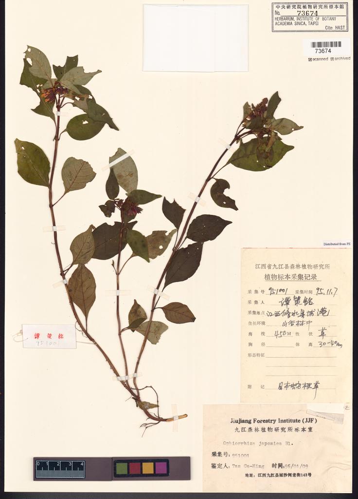 <Unit #107842  | 951001:: | Ophiorrhiza japonica Blume>