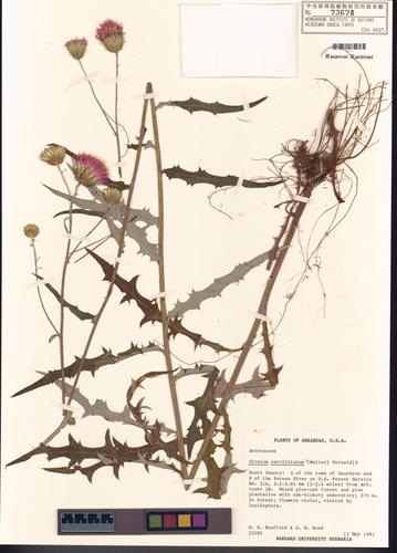 Cirsium carolinianum (Walter) Fernald & B.G. Schub.