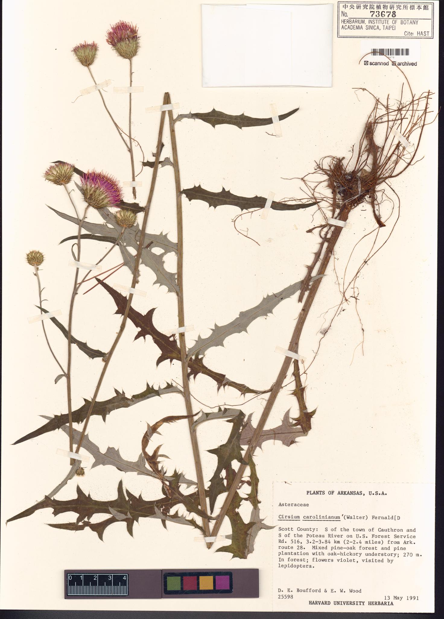 Specimen image