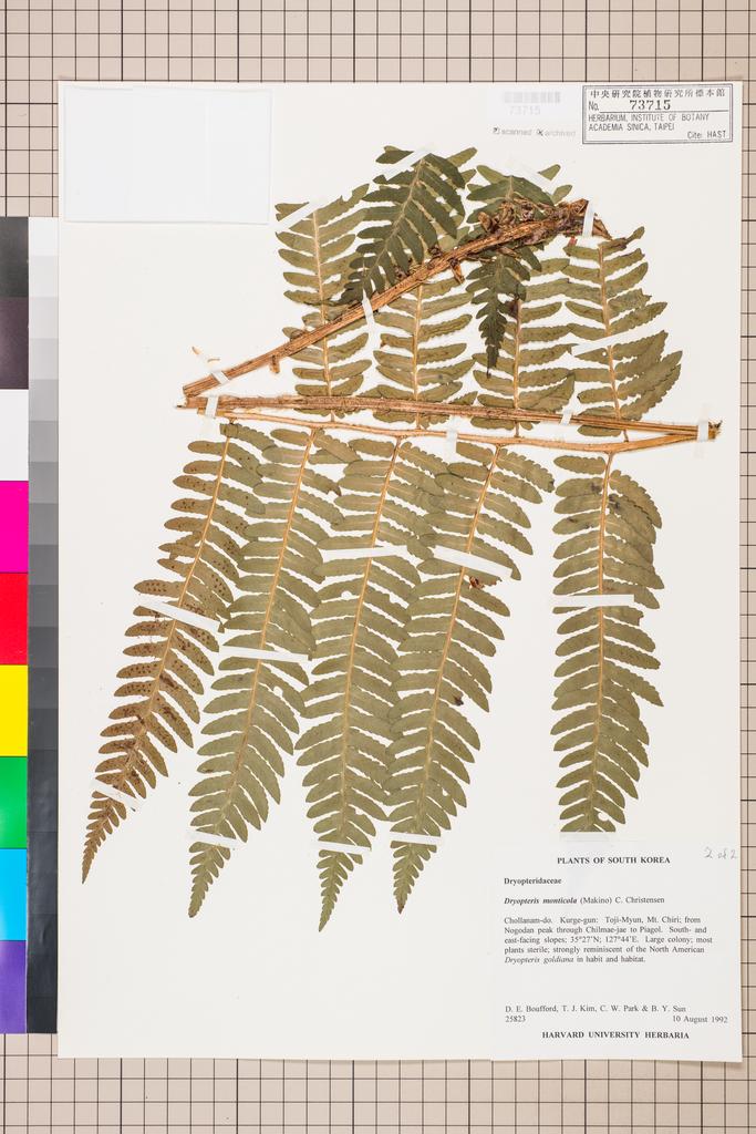 <Unit #128310 Boufford, D. E. |  | 25823:: | Dryopteris monticola (Makino) C. Chr.>