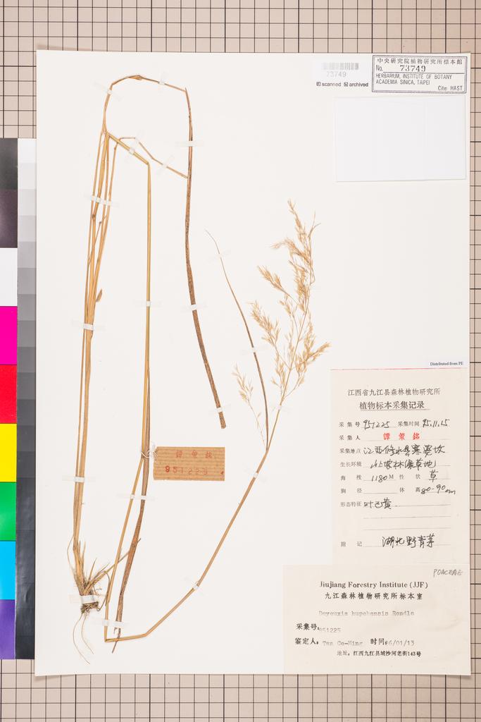 <Unit #109057 Tan, Ce-Ming | 譚策銘 | 951225:: | Deyeuxia hupehensis Rendle>