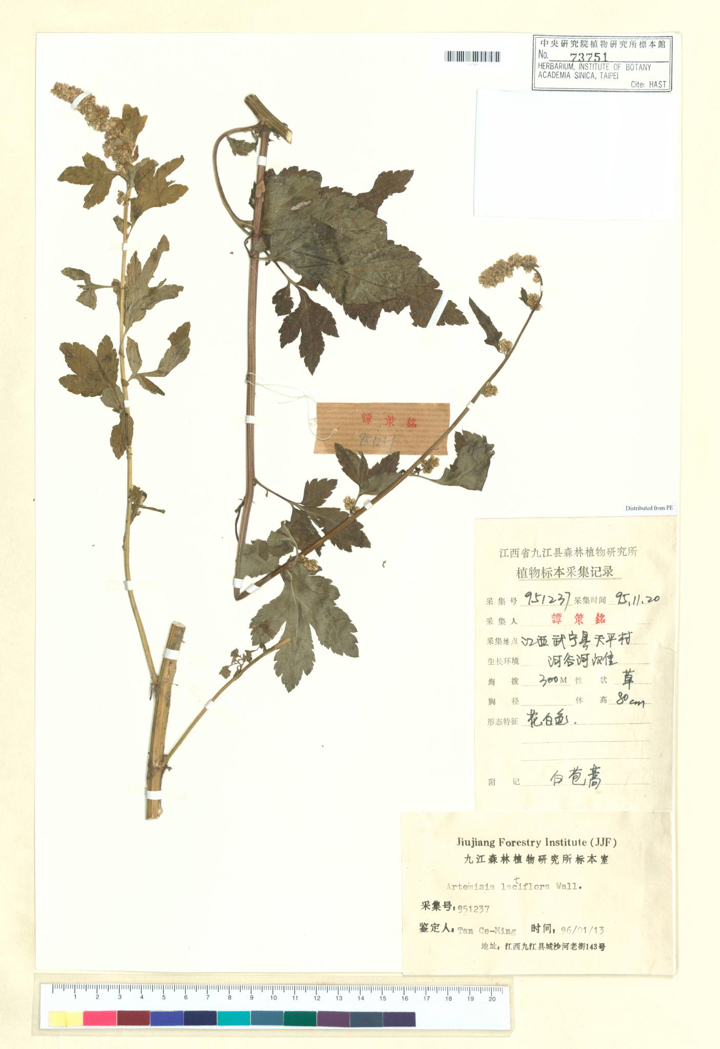 Sample image for viewer