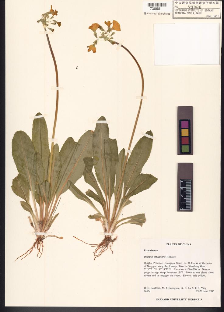 <Unit #122730 Boufford, D. E. |  | 26564:: | Primula orbicularis Hemsl.>