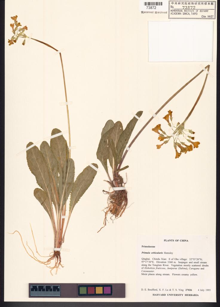 <Unit #122731 Boufford, D. E. |  | 27026:: | Primula orbicularis Hemsl.>