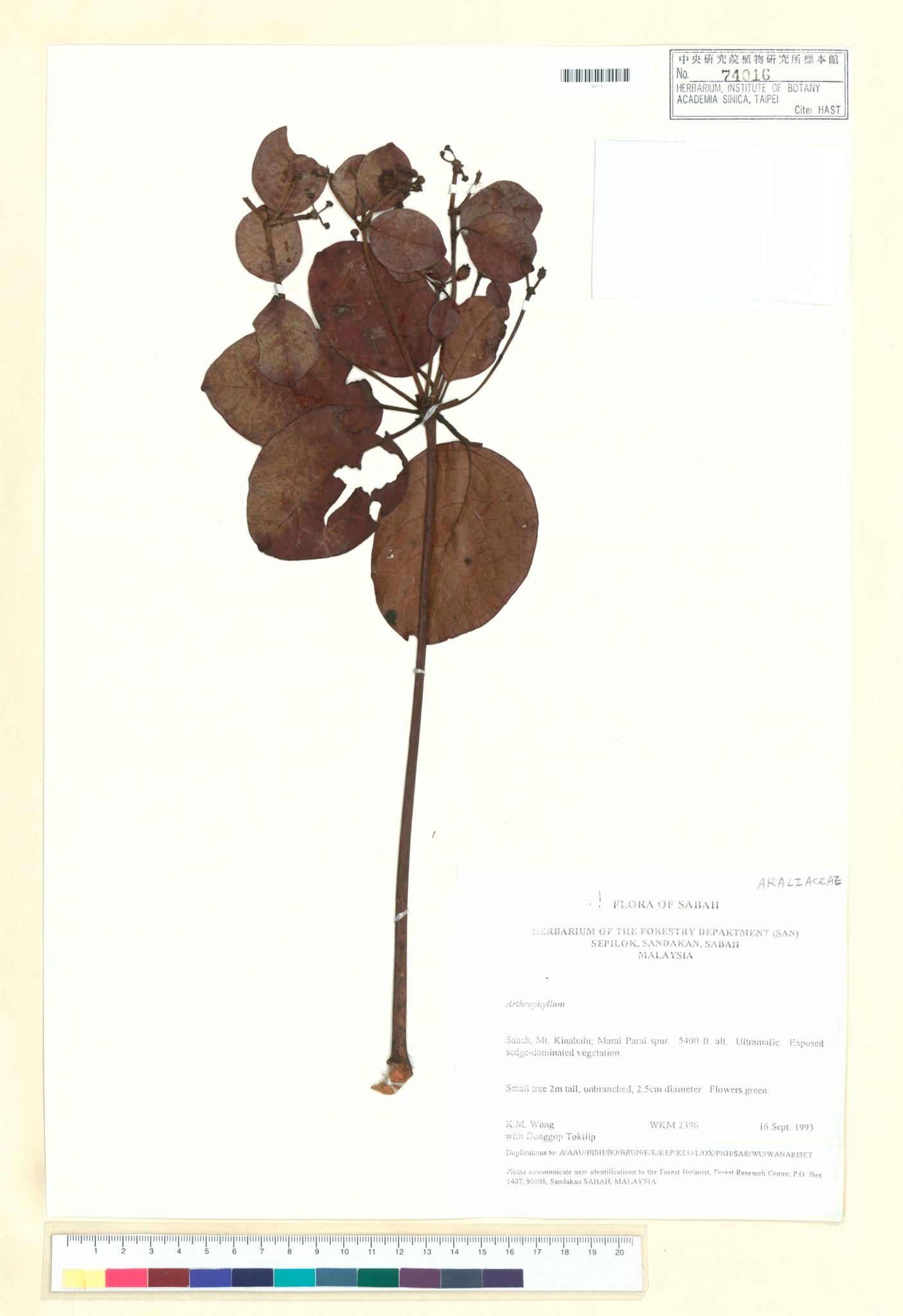 Sample image for viewer