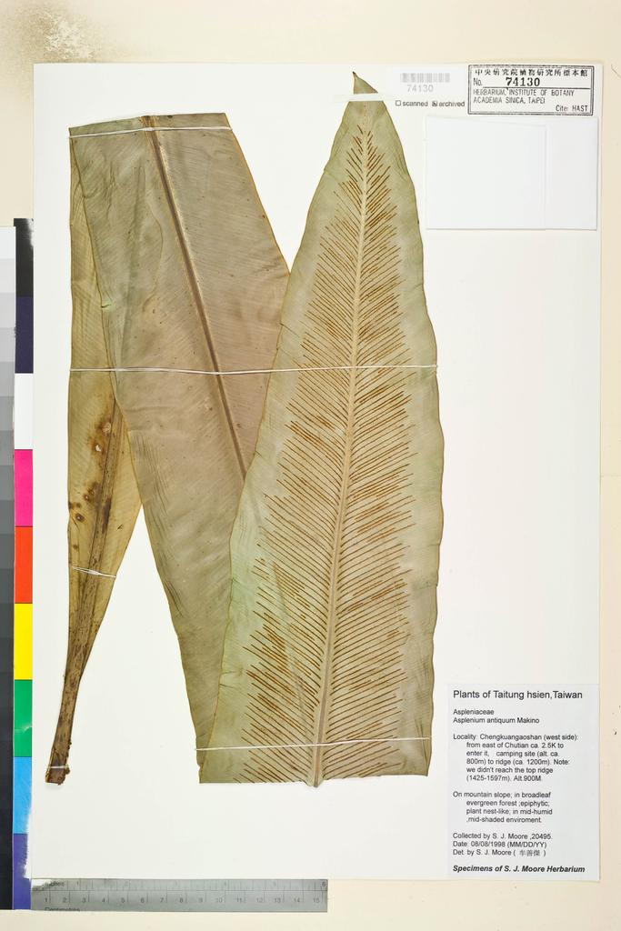 <Unit #82619 Moore, S. J. | 牟善傑 | 20495:: | Asplenium antiquum Makino>