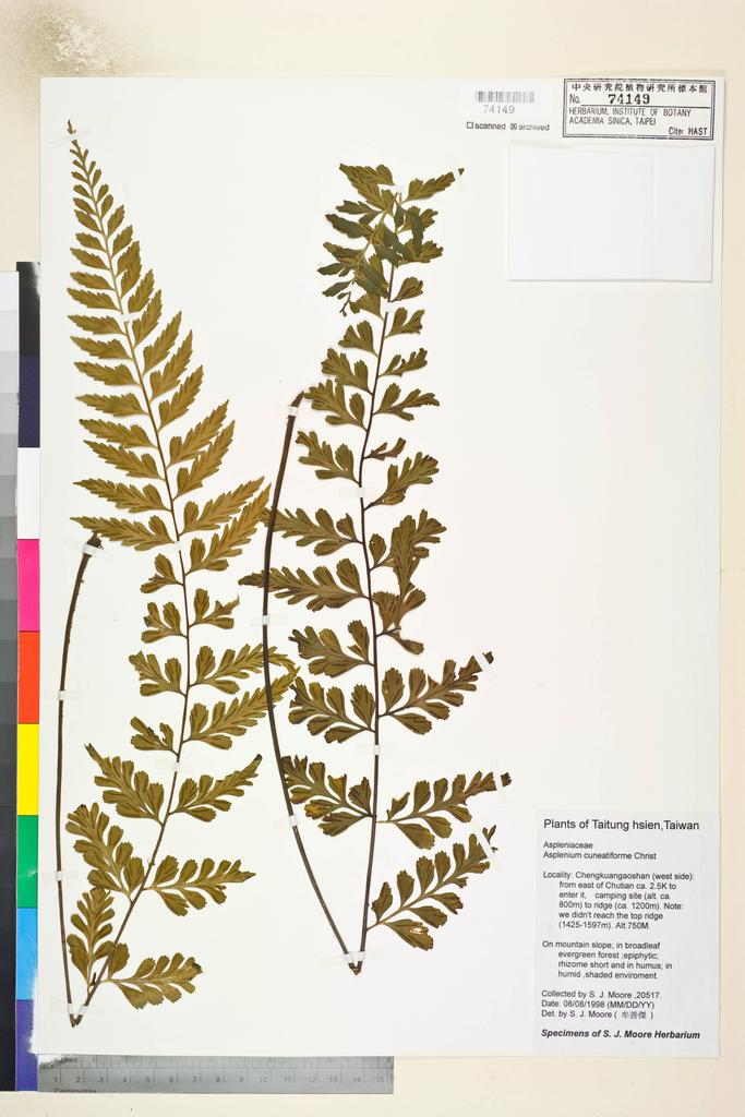 <Unit #82782 Moore, S. J. | 牟善傑 | 20517:: | Asplenium cuneatiforme Christ>