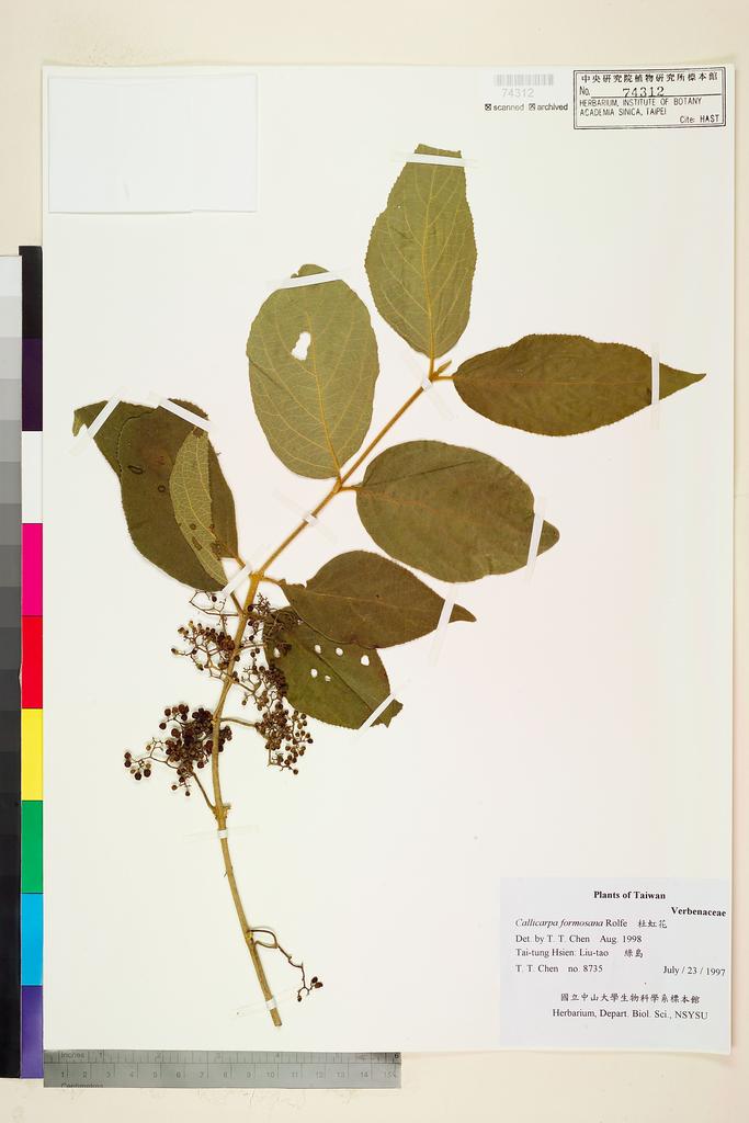 <Unit #79203 Chen, T. T. |  | 8735:: | Callicarpa formosana Rolfe>